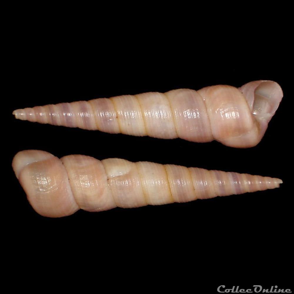 coquillage fossile gastropodum turritellidae turritellinella tricarinata brocchi 1814