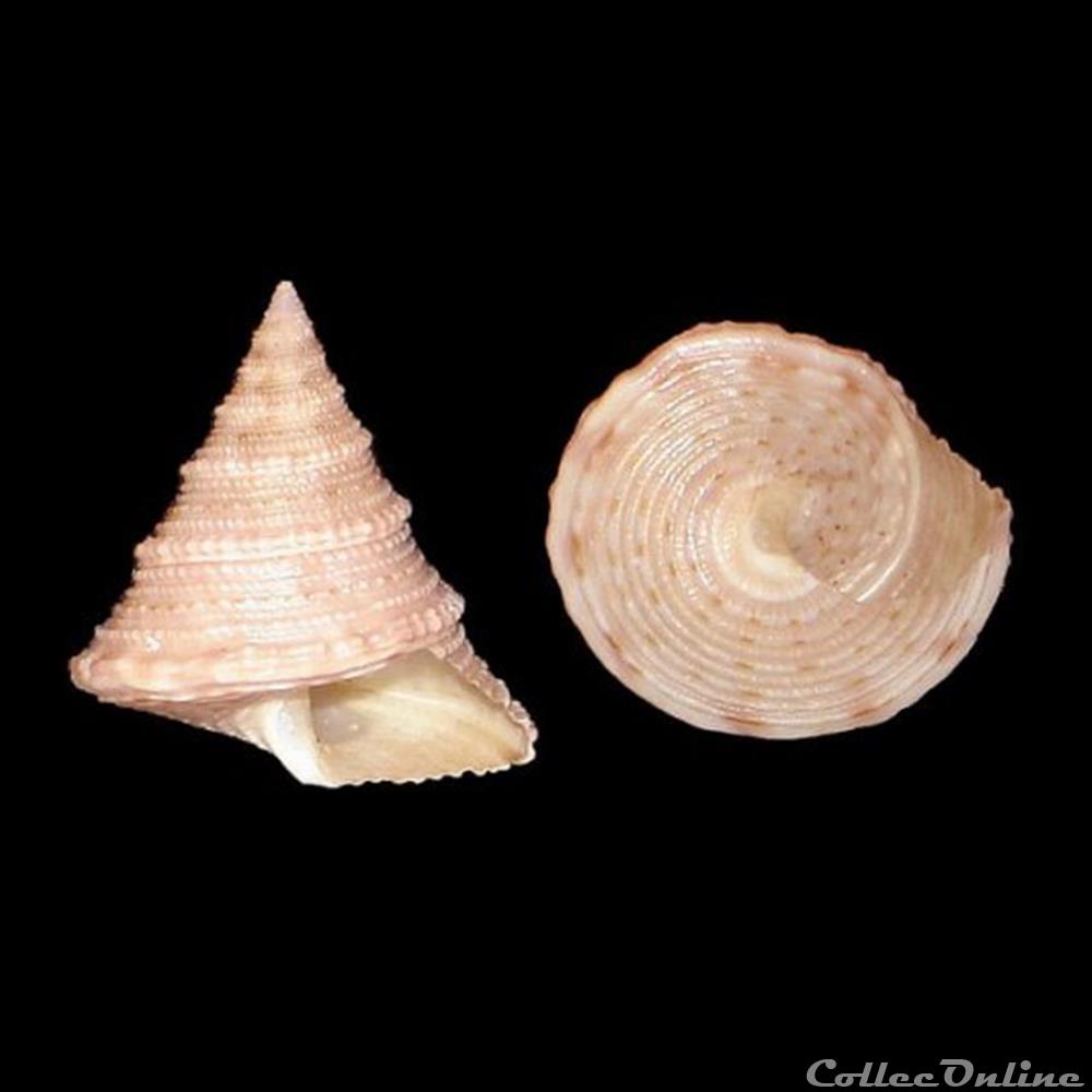 coquillages fossiles gastropoda calliostomatidae calliostoma hernandezi salazar gubbioli 1993