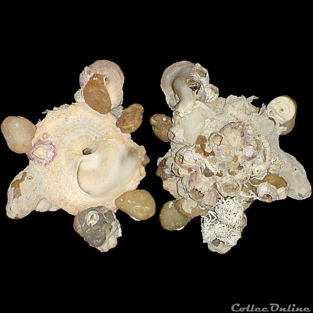 Xenophoridae - Xenophora senegalensis (Fischer, 1873) coquillages fossiles gastropoda xenophoridae xenophora senegalensis fischer 1873