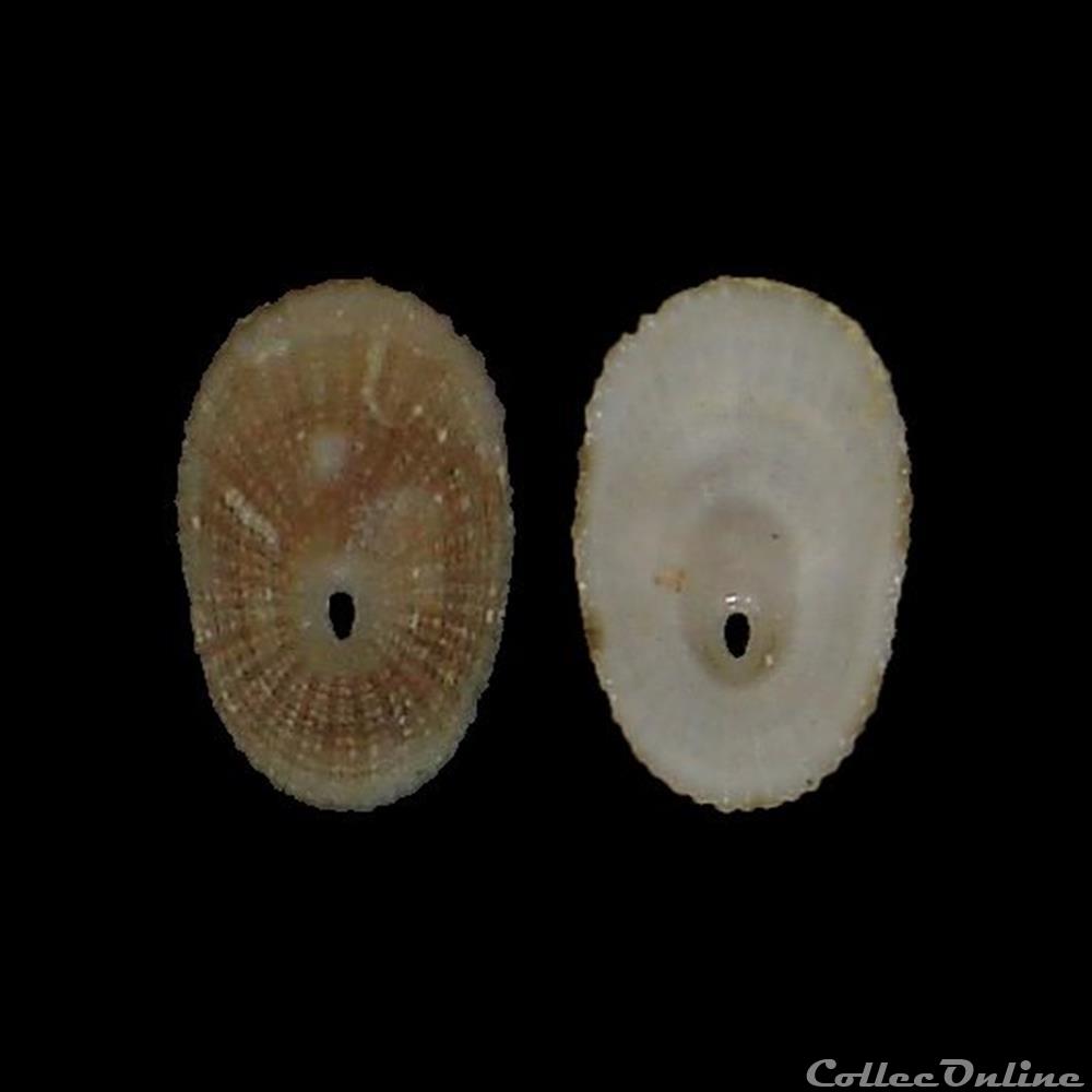 Fissurellidae - Diodora gibberula (Lamarck, 1822) coquillage fossile gastropodum fissurellidae diodora gibberula lamarck 1822