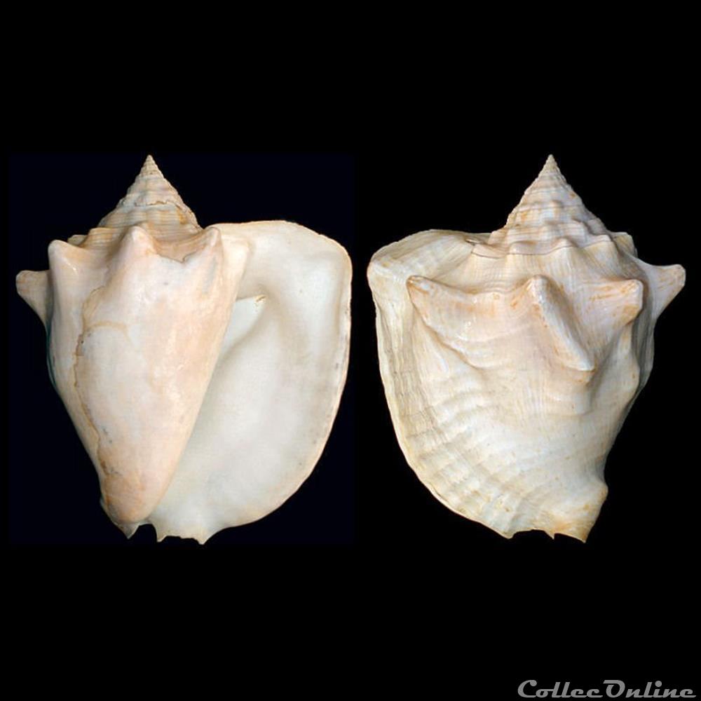 Strombidae - Lobatus costatus (Gmelin, 1791) coquillages fossiles gastropoda strombidae lobatus costatus gmelin 1791