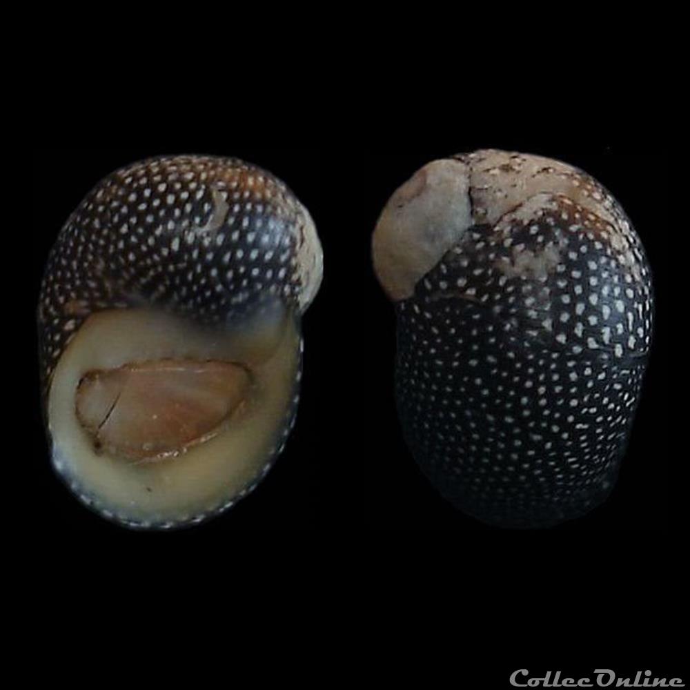 Neritidae - Puperita pupa (Linné, 1767) coquillages fossiles gastropoda neritidae puperita pupa linne 1767