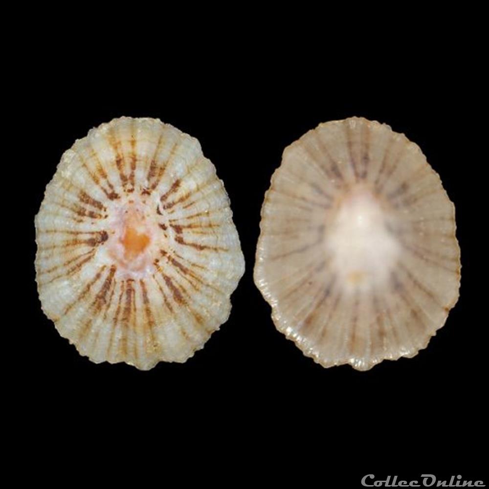 coquillage fossile gastropodum patellidae patella caerulea linne 1758