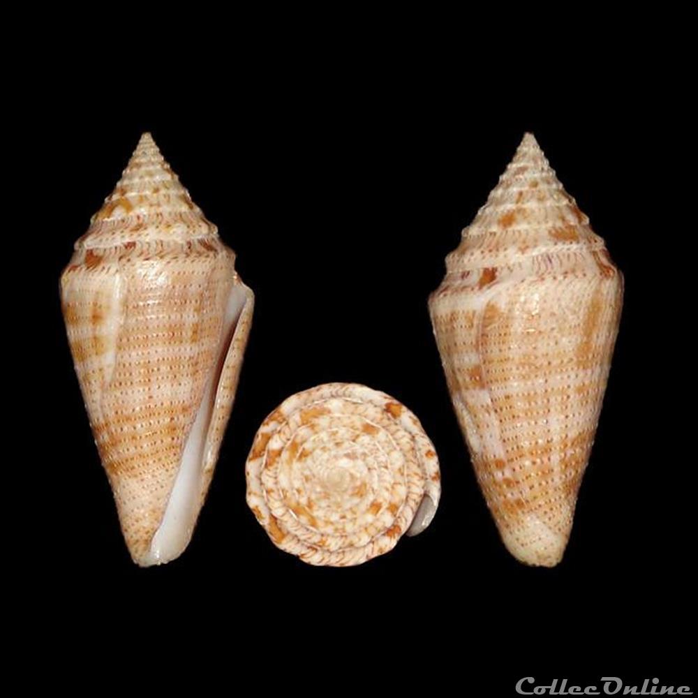 Tenorioconus granarius (Kiener, 1845) coquillages fossiles gastropoda tenorioconus granarius kiener 1845