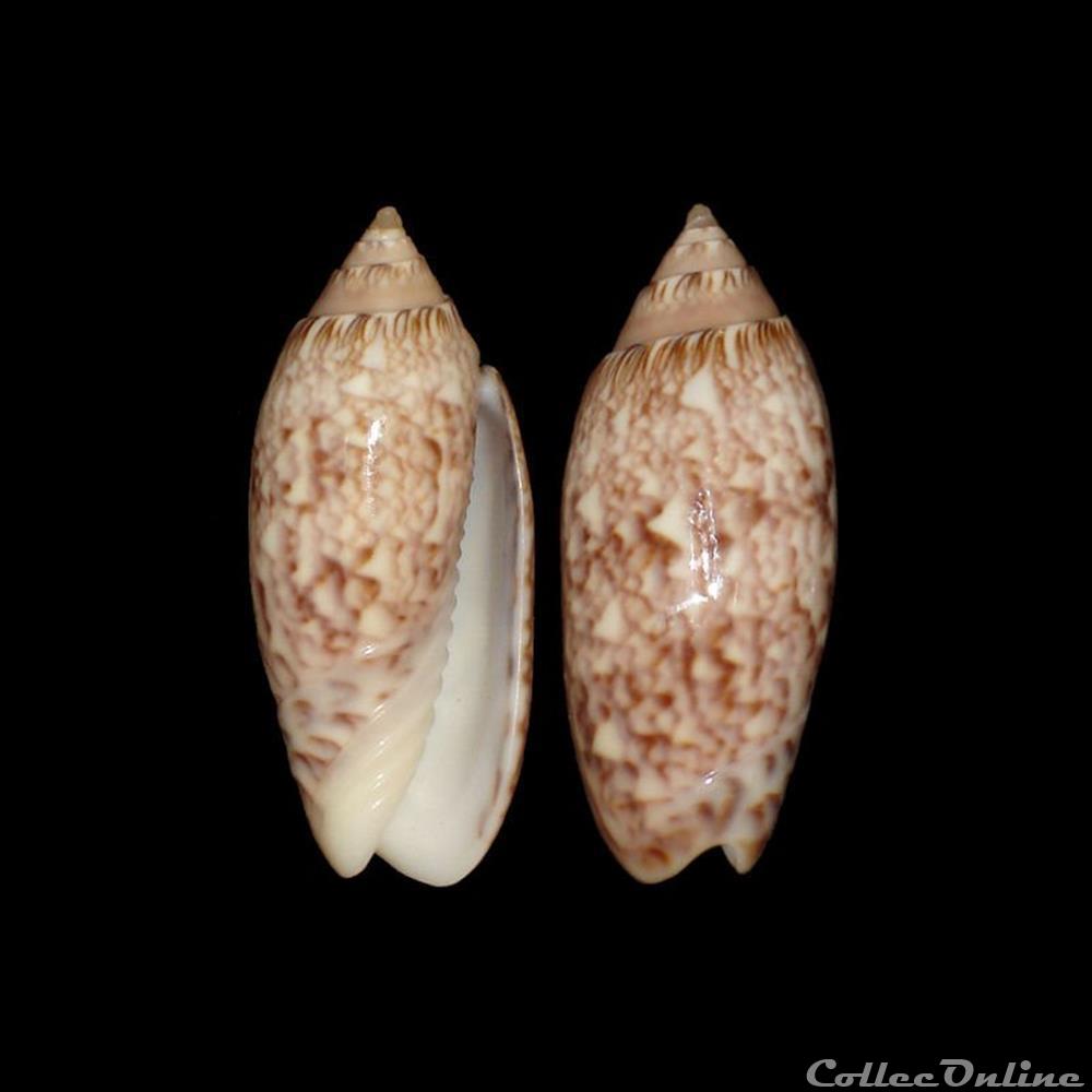 Olividae - Americoliva reticularis (Lamarck, 1811) coquillages fossiles gastropoda olividae americoliva reticularis lamarck 1811