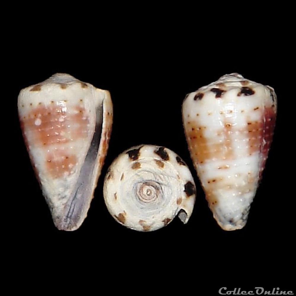 Harmoniconus musicus (Hwass in Bruguière, 1792) coquillages fossiles gastropoda harmoniconus musicus hwass in bruguiere 1792