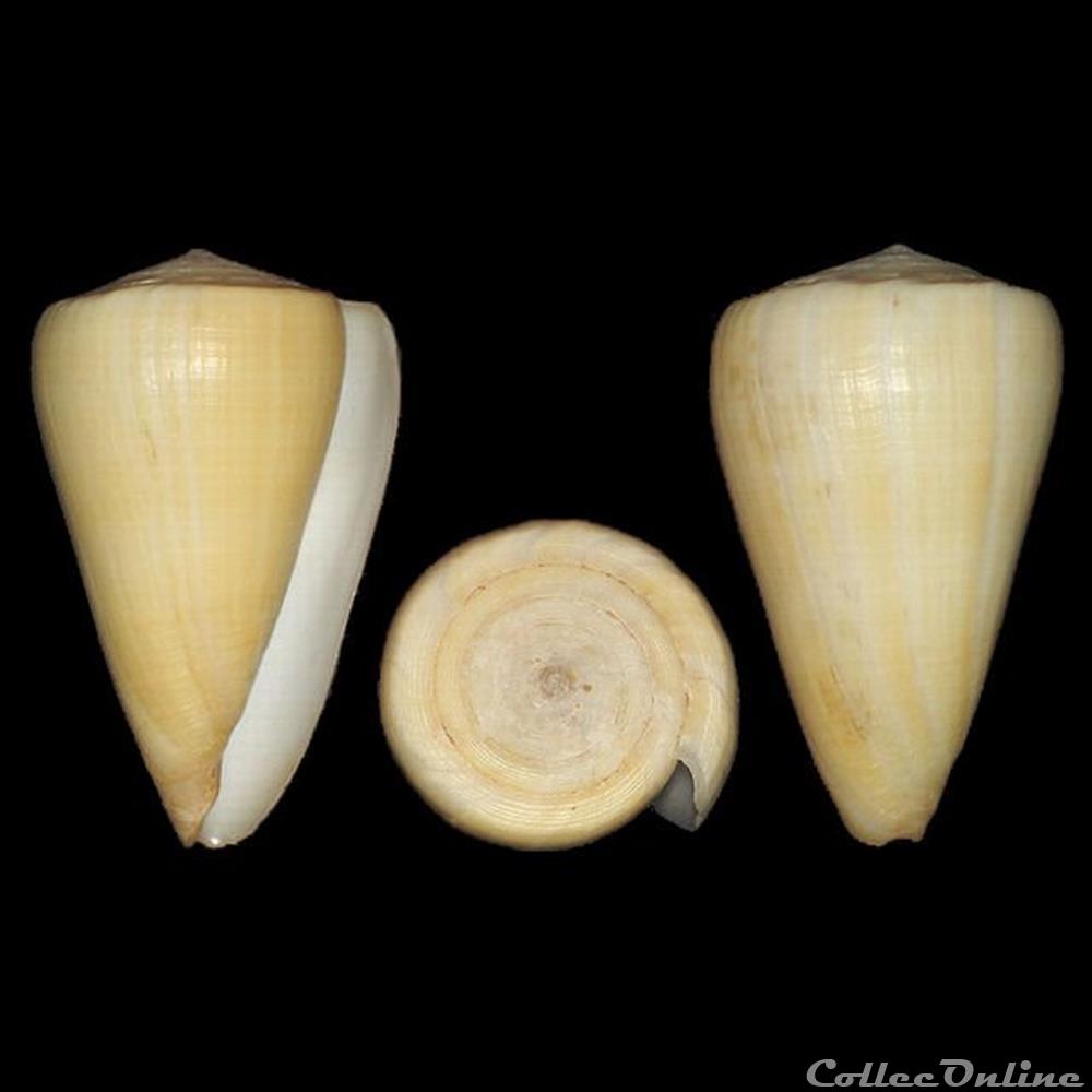 Lividoconus quercinus (Lightfoot 1786) coquillages fossiles gastropoda lividoconus quercinus lightfoot 1786