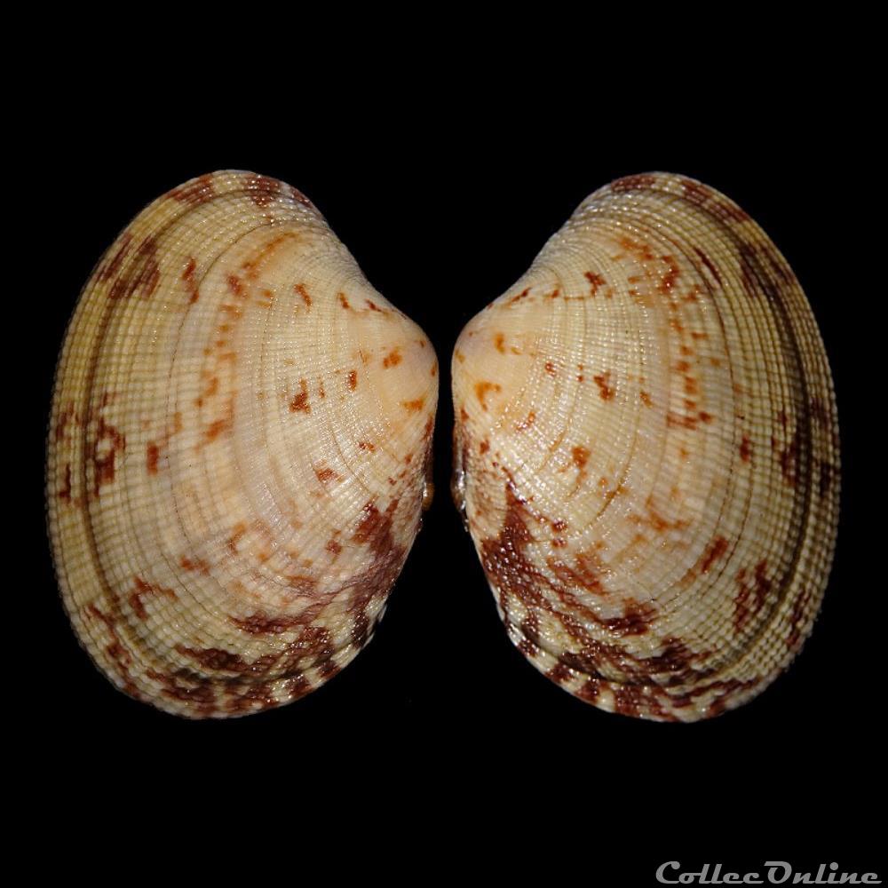 Veneridae - Polititapes aureus (Gmelin, 1791) coquillages fossiles bivalvia veneridae polititapes aureus gmelin 1791