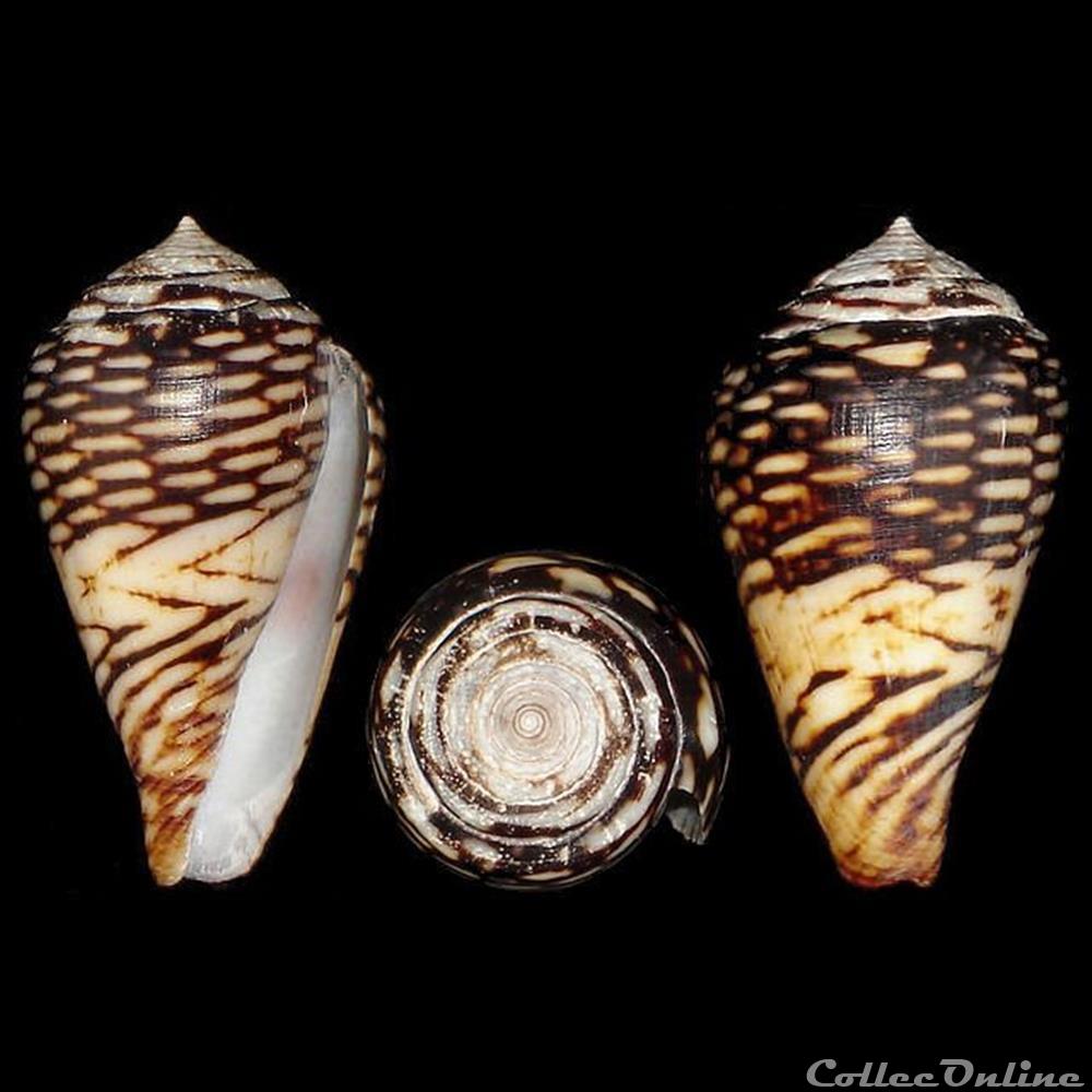Lautoconus (Lautoconus) mercator (Linné, 1758) coquillages fossiles gastropoda lautoconus lautoconus mercator linne 1758
