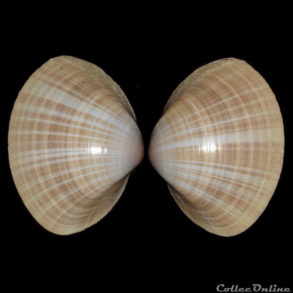 Mactridae - Mactra stultorum (Linné, 1758) coquillages fossiles bivalvia mactridae mactra stultorum linne 1758