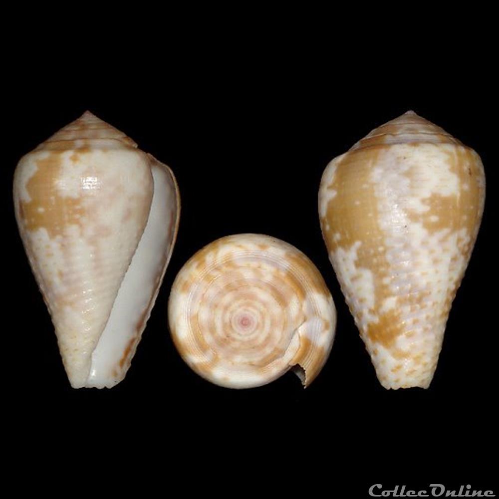 Pionoconus catus f. rubrapapillosus (Dautzenberg, 1937) coquillages fossiles gastropoda pionoconus catus f rubrapapillosus dautzenberg 1937