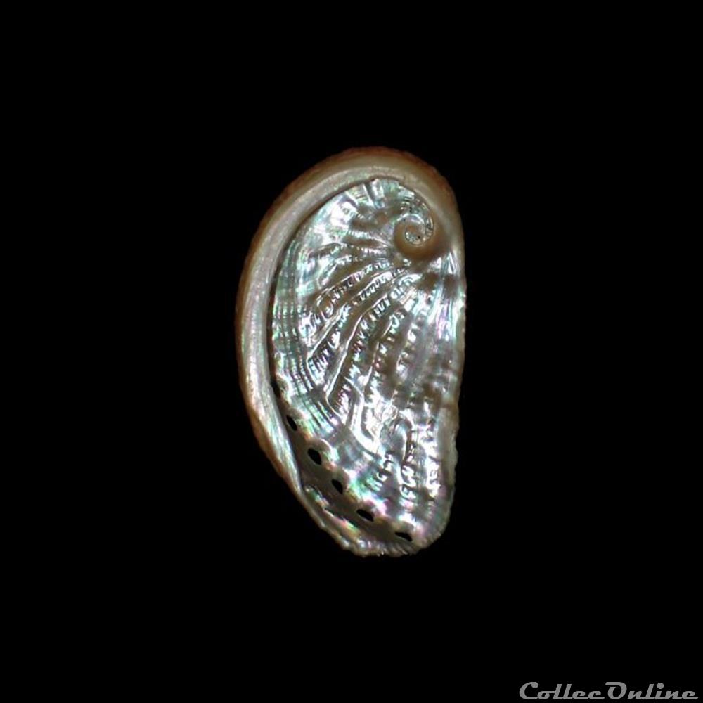 Haliotidae - Haliotis tuberculata (Linné, 1758) coquillages fossiles gastropoda haliotidae haliotis tuberculata linne 1758