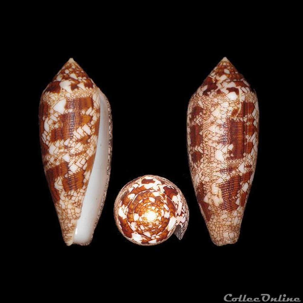 Cylinder aureus (Hwass in Bruguières, 1792) coquillages fossiles gastropoda cylinder aureus hwass in bruguieres 1792