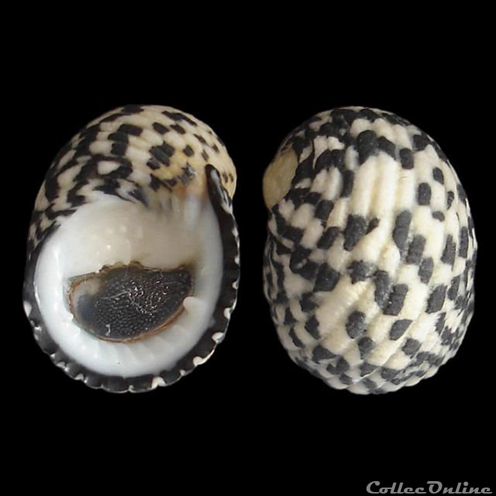 coquillages fossiles gastropoda neritidae nerita tessellata gmelin 1791