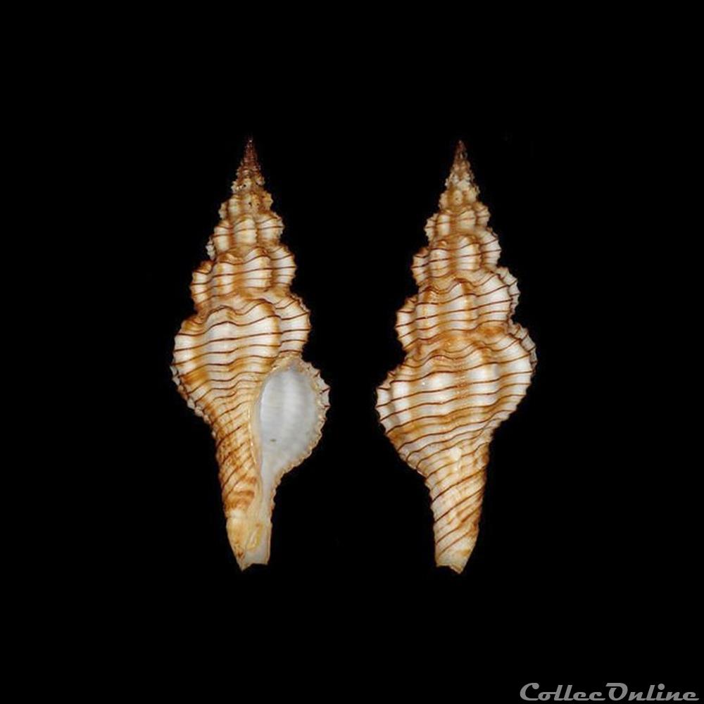 Fasciolariidae - Polygona filosus (Schubert & Wagner, 1829) coquillages fossiles gastropoda fasciolariidae polygona filosus schubert wagner 1829