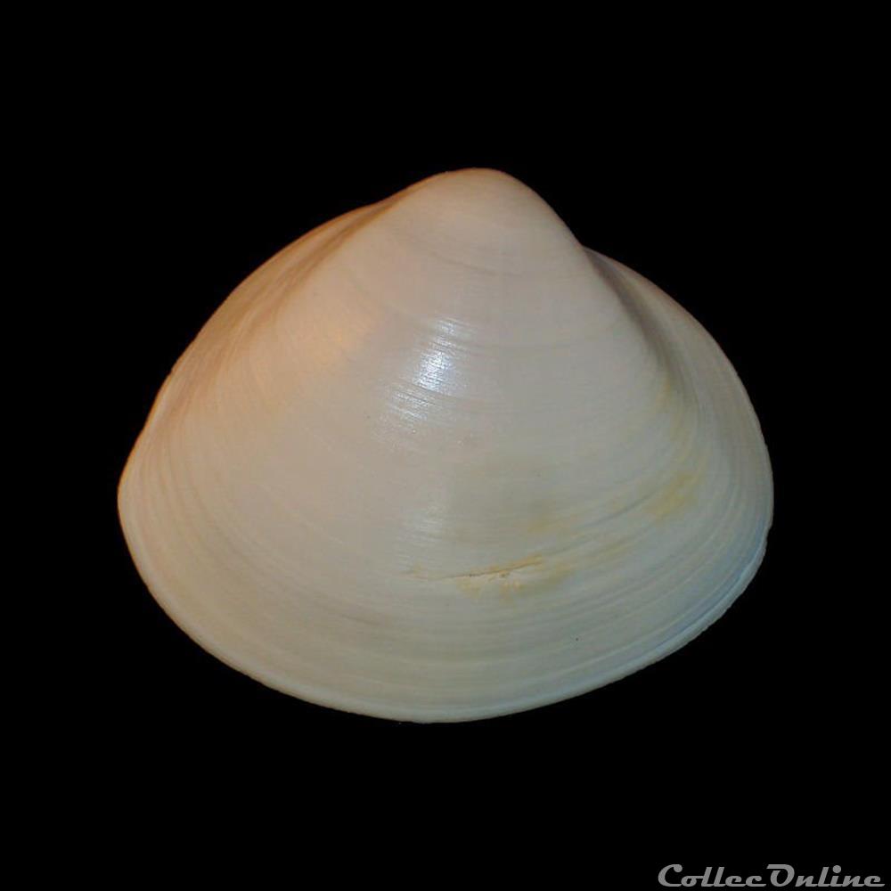 Mactridae - Mactra stultorum (Linné, 1758) coquillages fossiles bivalvia mactridae mactra stultorum linne 1758