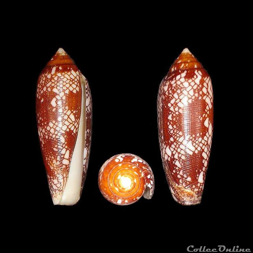 Darioconus auricomus (Hwass in Bruguières, 1792) coquillages fossiles gastropoda darioconus auricomus hwass in bruguieres 1792