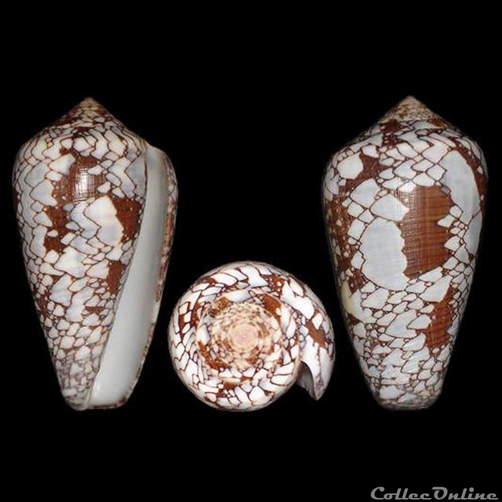 coquillages fossiles gastropoda darioconus behelokensis lauer 1989