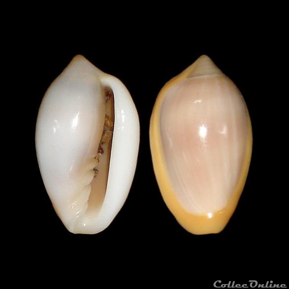 Marginellidae - Prunum cinctum (Kiener, 1834) coquillages fossiles gastropoda marginellidae prunum cinctum kiener 1834
