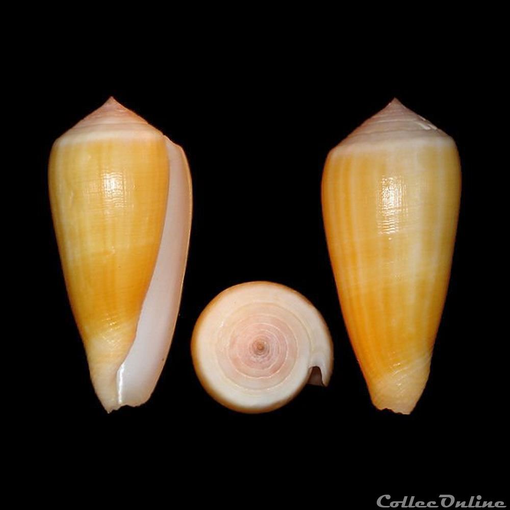 Pionoconus ustulatus (Reeve, 1844) coquillages fossiles gastropoda pionoconus ustulatus reeve 1844