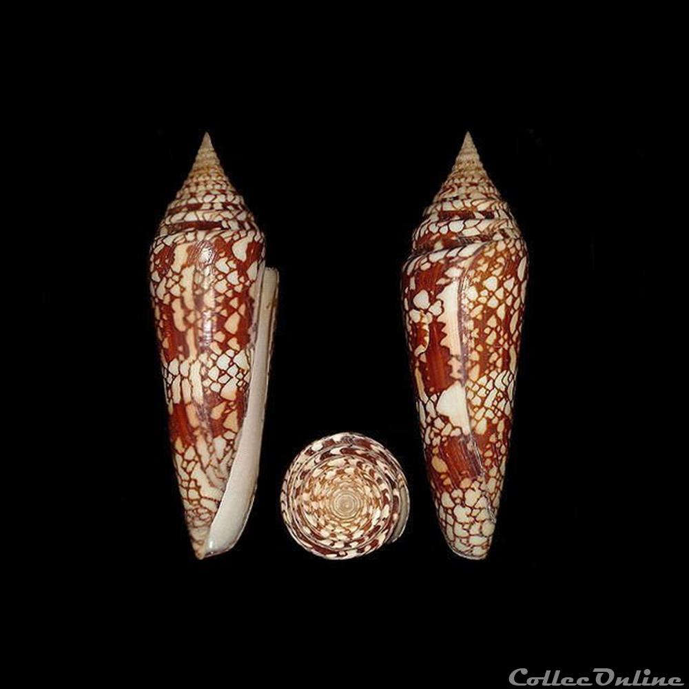 Leptoconus milneedwardsi clytospira (Melvill & Standen, 1899) coquillages fossiles gastropoda leptoconus milneedwardsi clytospira melvill standen 1899