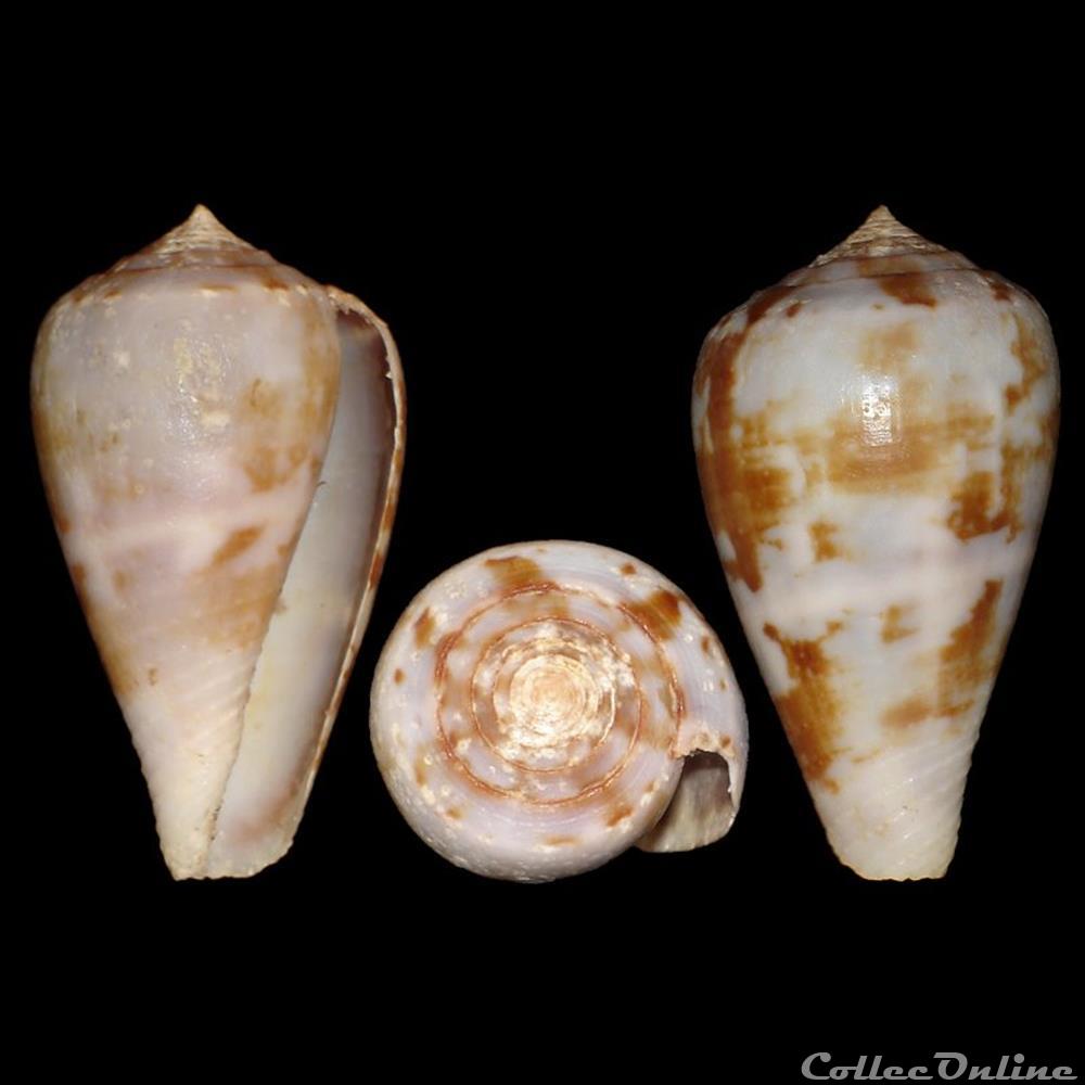 coquillages fossiles gastropoda chelyconus ermineus ermineus born 1778