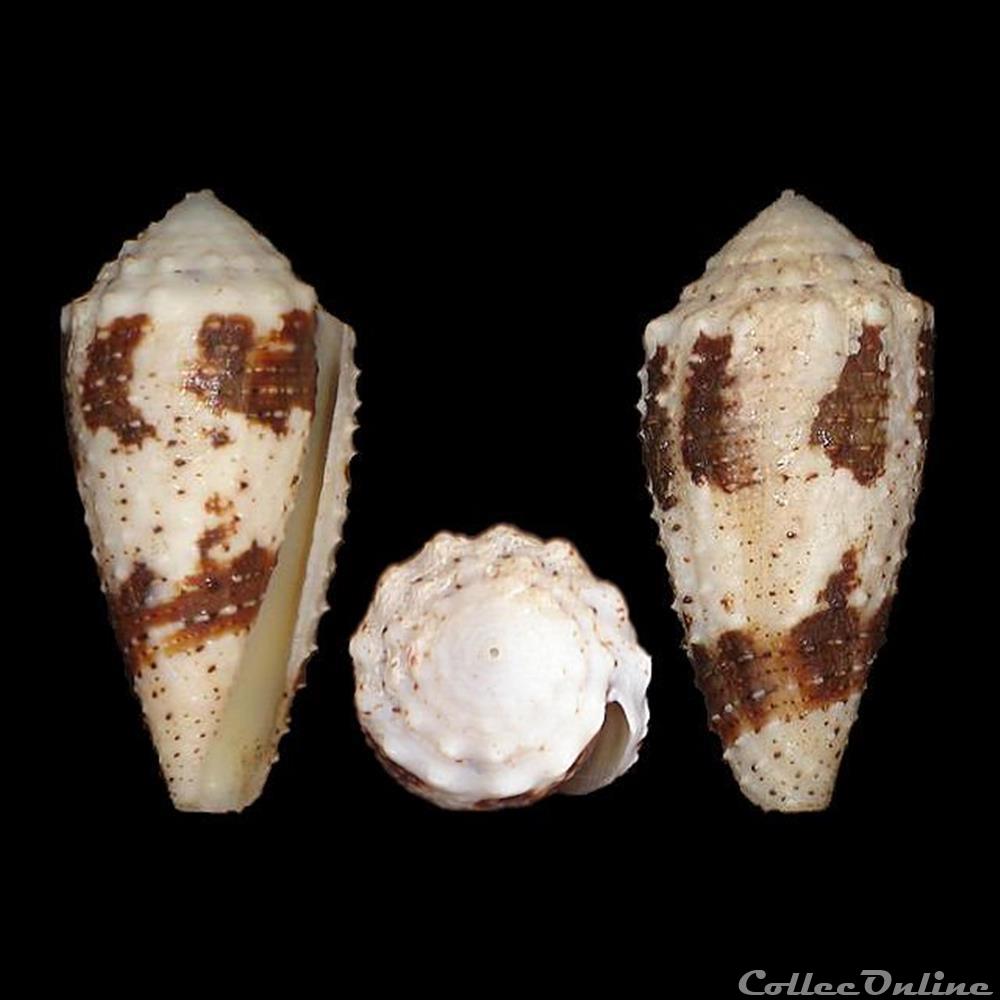 Strategoconus (Rolaniconus) varius (Linné, 1758) coquillages fossiles gastropoda strategoconus rolaniconus varius linne 1758