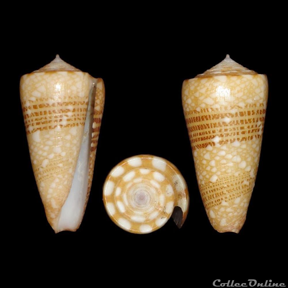 Eugeniconus victor (Broderip, 1842) coquillages fossiles gastropoda eugeniconus victor broderip 1842