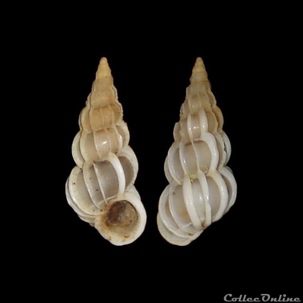 Epitoniidae - Gyroscala commutata (Monterosato, 1877) coquillage fossile gastropodum epitoniidae gyroscala commutata monterosato 1877