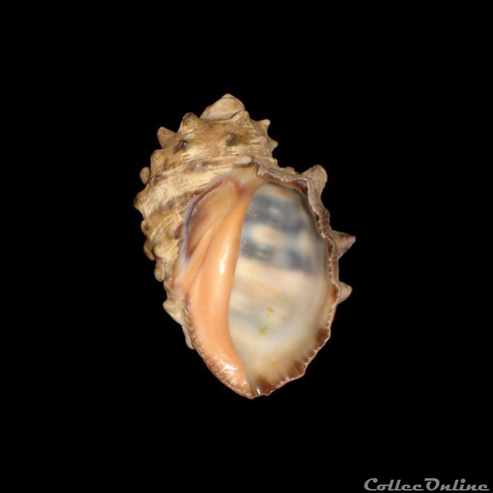 Muricidae - Plicopurpura patula (Linné, 1758) coquillages fossiles gastropoda muricidae plicopurpura patula linne 1758