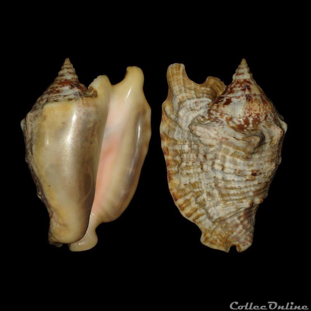 Strombidae - Lobatus raninus (Gmelin, 1791) coquillages fossiles gastropoda strombidae lobatus raninus gmelin 1791