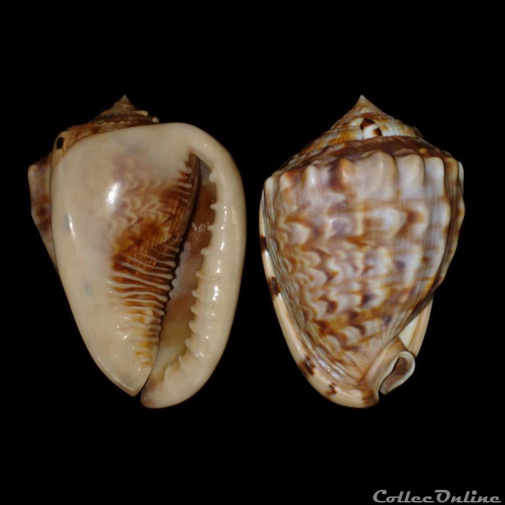 Cassidae - Cassis flammea (Linné, 1758) coquillages fossiles gastropoda cassidae cassis flammea linne 1758