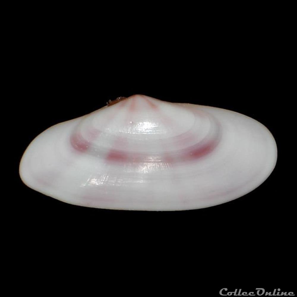 coquillages fossiles bivalvia tellinidae tellina radiata linne 1758