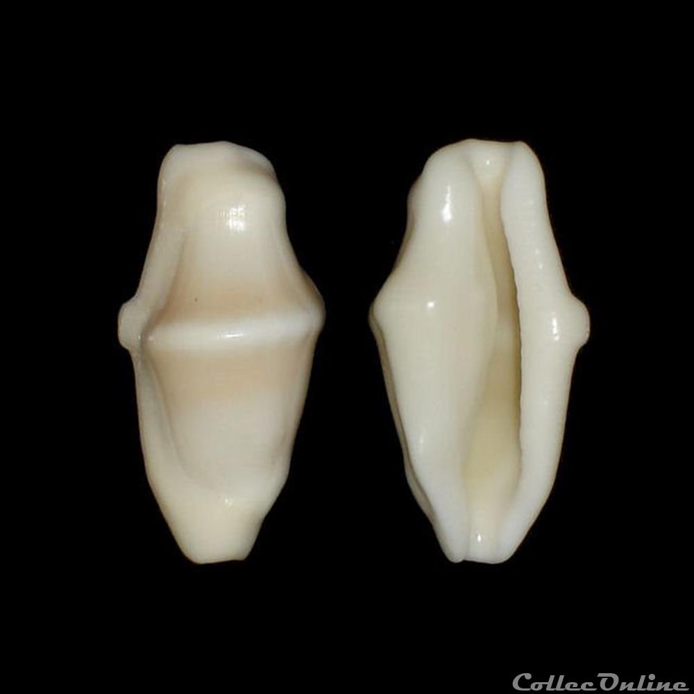 Ovulidae - Cyphoma signatum (Pilsbry & McGinty, 1939) coquillages fossiles gastropoda ovulidae cyphoma signatum pilsbry mcginty 1939