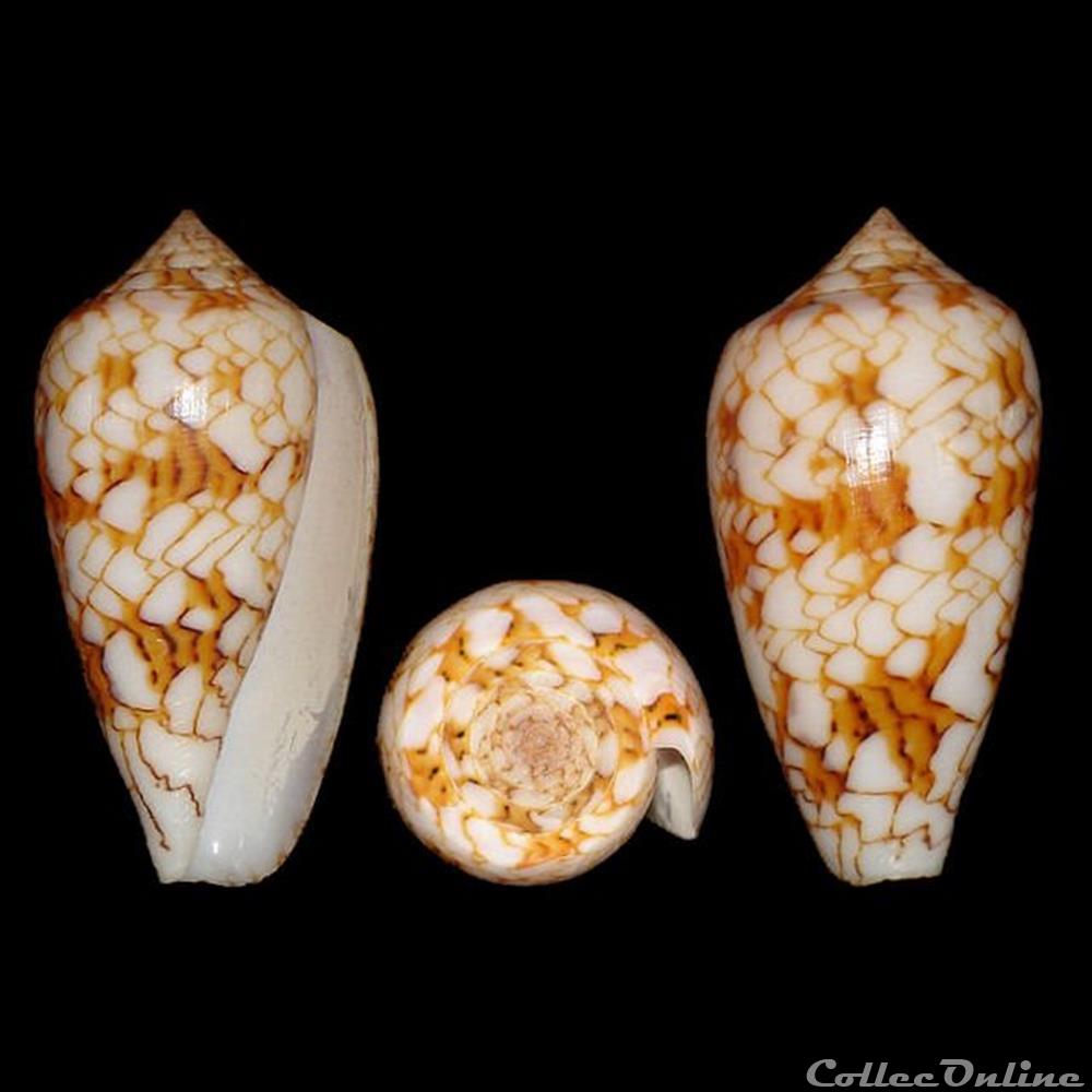 Cylinder archiepiscopus f. sirventi (Fenaux, 1943) coquillages fossiles gastropoda cylinder archiepiscopus f sirventi fenaux 1943