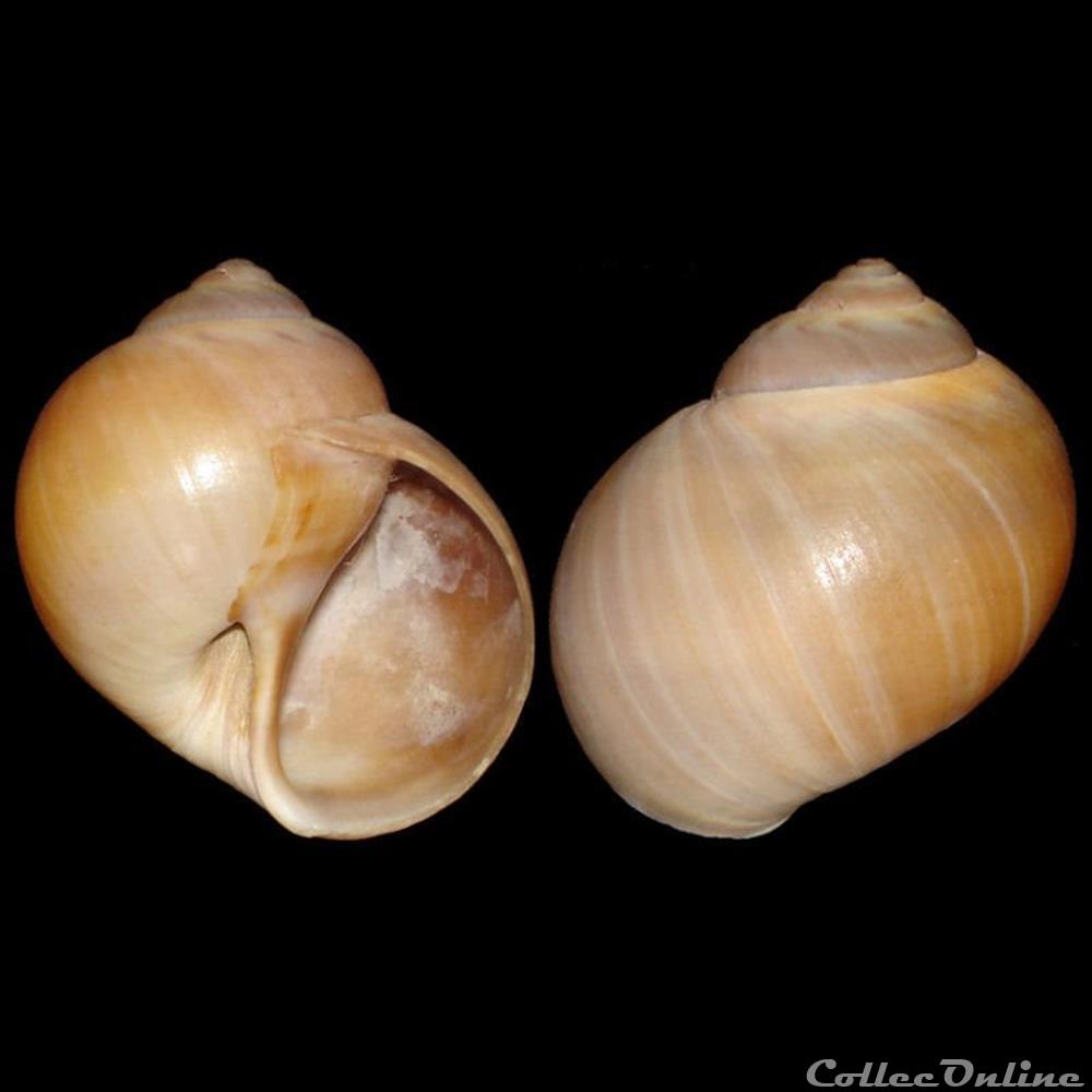 Naticidae - Euspira catena (da Costa, 1778) coquillages fossiles gastropoda naticidae euspira catena da costa 1778