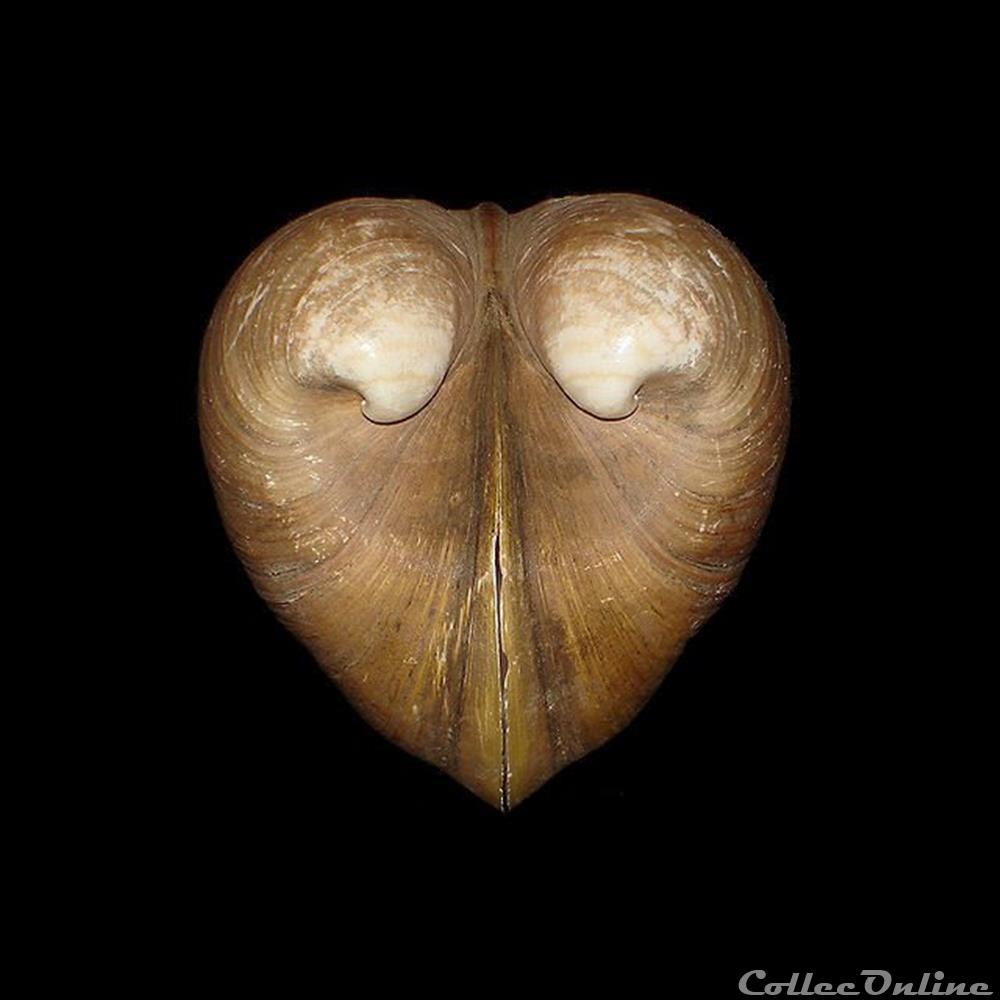 coquillages fossiles bivalvia glossidae glossus humanus linne 1758