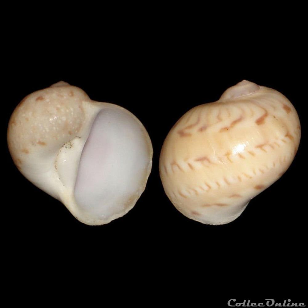 Naticidae - Naticarius canrena (Linné, 1758) coquillages fossiles gastropoda naticidae naticarius canrena linne 1758