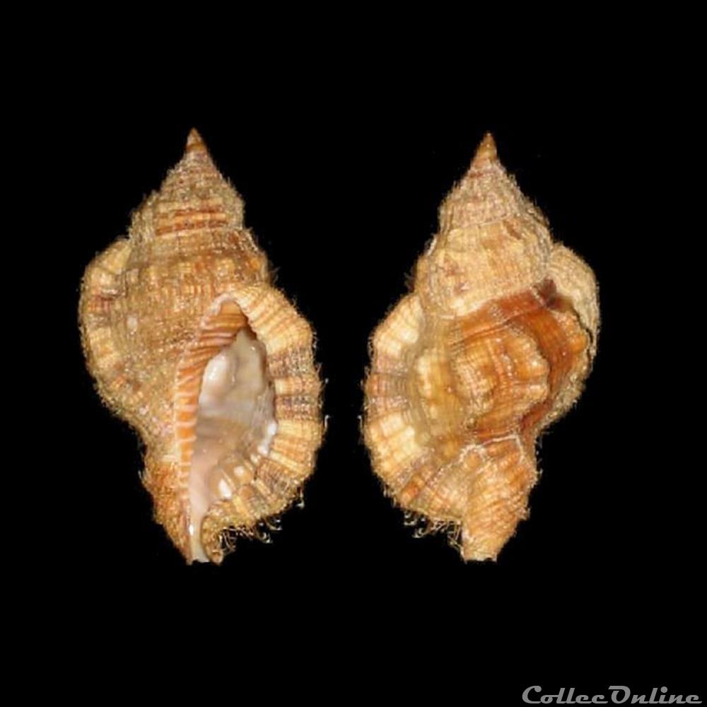 Cymatiidae - Monoplex aquatilis (Reeve, 1844) coquillages fossiles gastropoda cymatiidae monoplex aquatilis reeve 1844