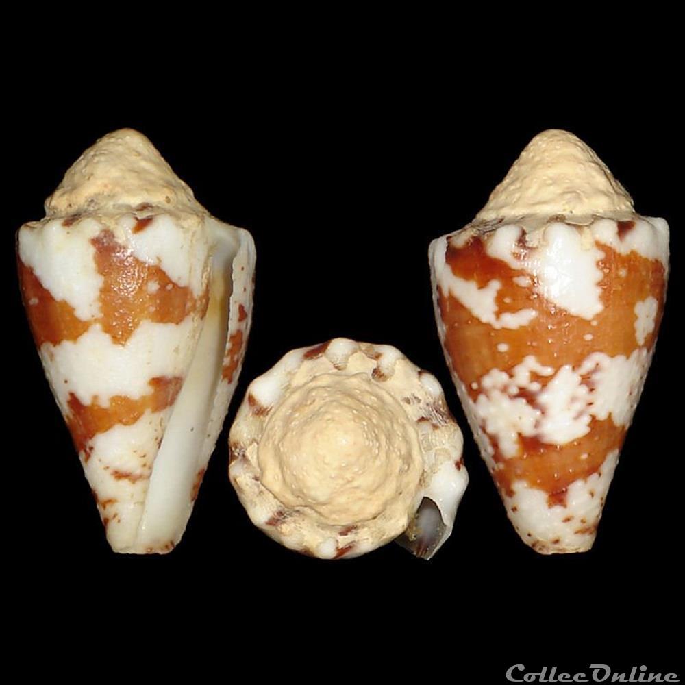 Conidae - Stephanoconus regius (Gmelin, 1791) coquillages fossiles gastropoda conidae stephanoconus regius gmelin 1791