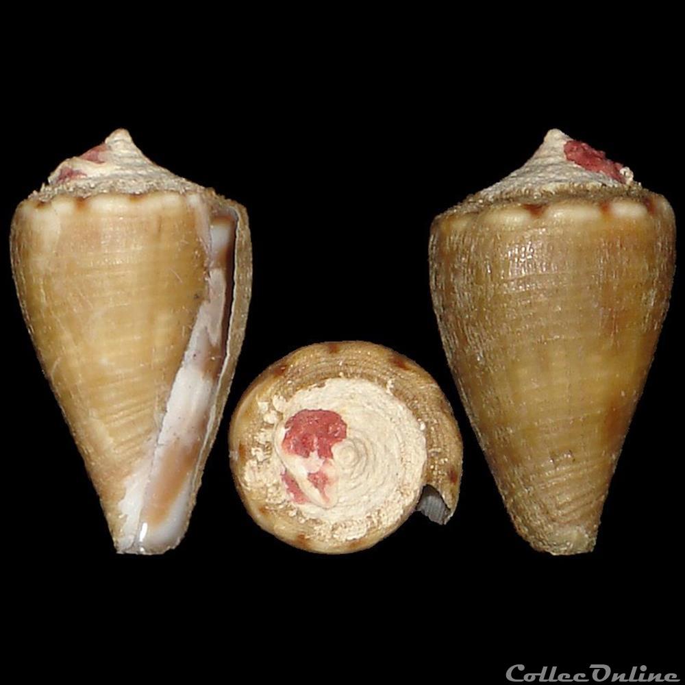 Conidae - Monteiroconus mus (Hwass in Bruguière, 1792) coquillages fossiles gastropoda conidae monteiroconus mus hwass in bruguiere 1792