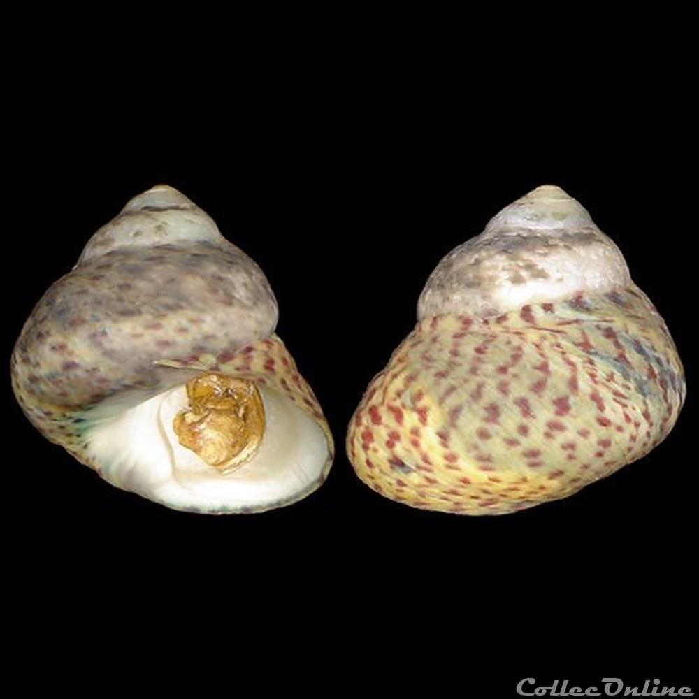 Trochidae - Phorcus mutabilis (Philippi, 1846) coquillage fossile gastropodum trochidae phorcus mutabilis philippi 1846