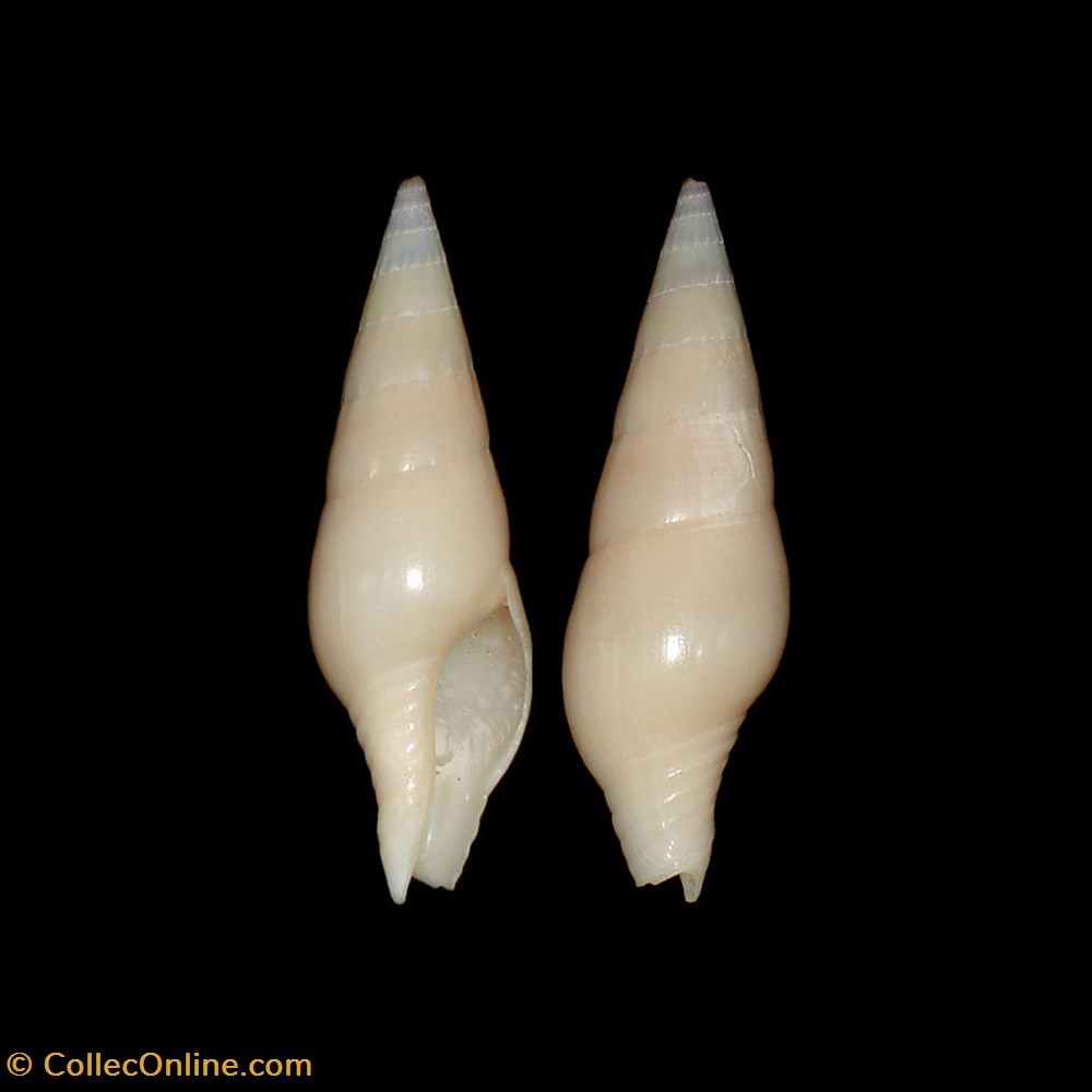 coquillages fossiles gastropoda clavatulidae perrona aculeiformis lamarck 1816