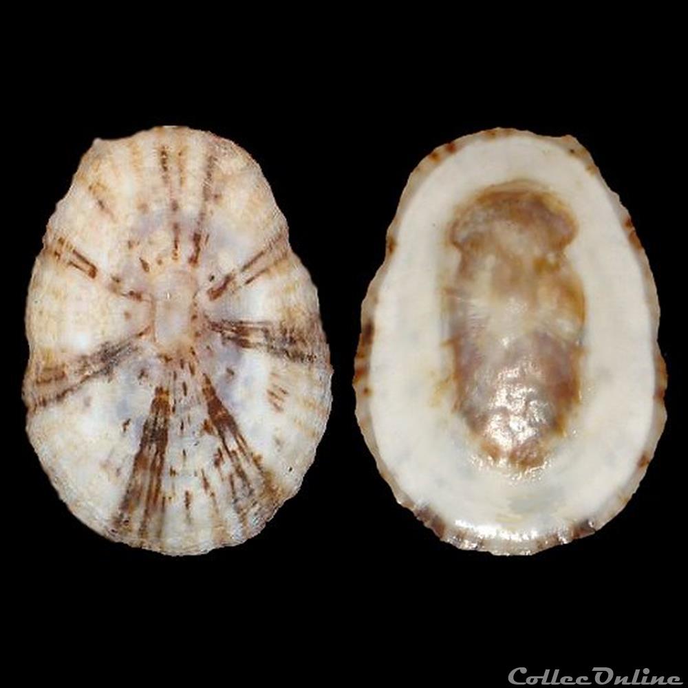 Lottiidae - Lottia antillarum (Sowerby I, 1831) coquillages fossiles gastropoda lottiidae lottia antillarum sowerby i 1831