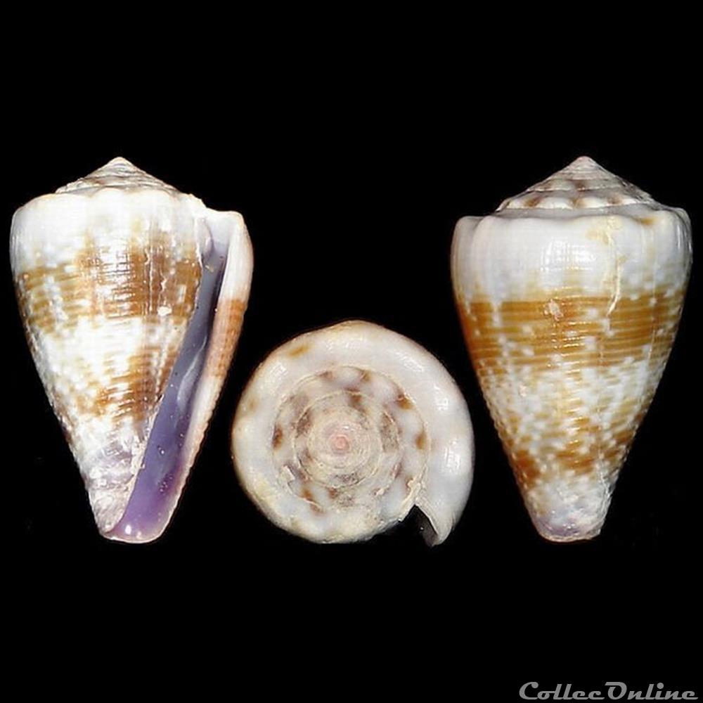 Floraconus balteatus (Sowerby I, 1833) coquillages fossiles gastropoda floraconus balteatus sowerby i 1833