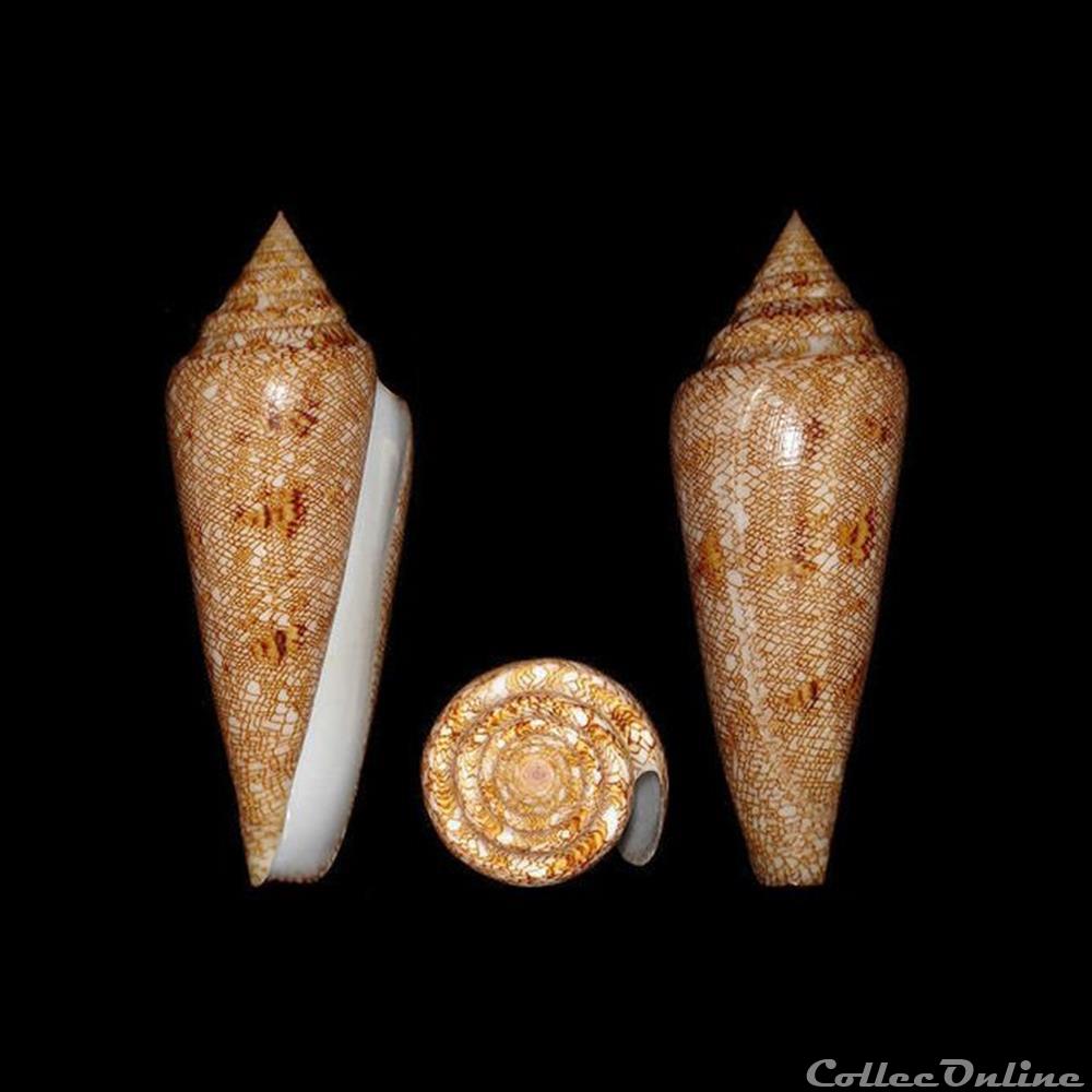 Cylinder gloriamaris (Chemnitz, 1777) coquillages fossiles gastropoda cylinder gloriamaris chemnitz 1777