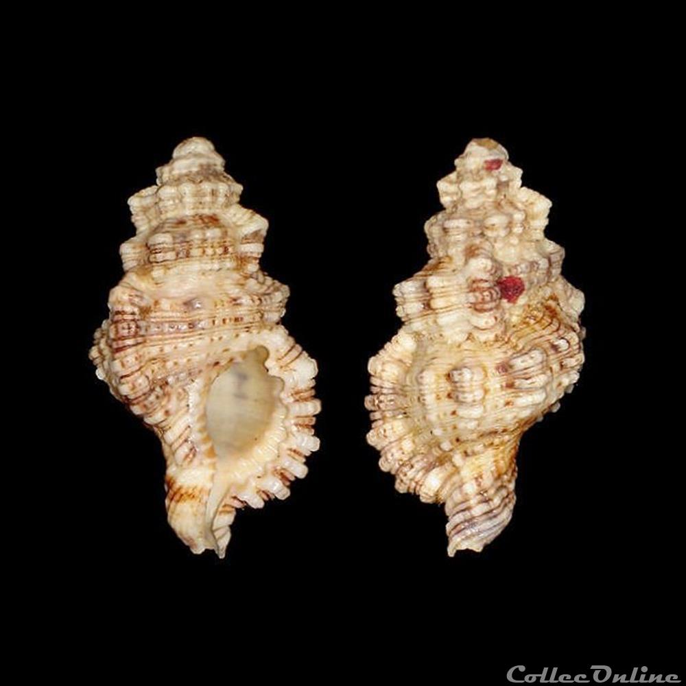 Cymatiidae - Monoplex nicobaricus (Röding, 1798) coquillages fossiles gastropoda cymatiidae monoplex nicobaricus roding 1798