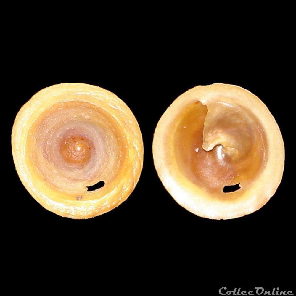 coquillage fossile gastropodum calyptraeidae calyptraea chinensis linne 1758