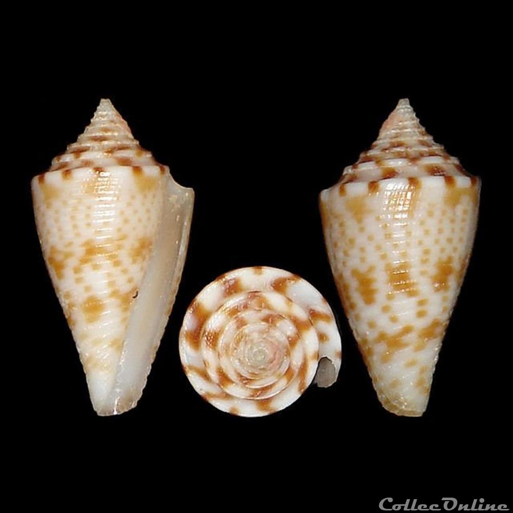 coquillages fossiles gastropoda conasprella memiae habe kosuge 1970