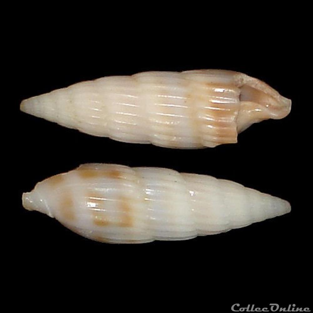 Terebridae - Hastula hastata (Gmelin, 1791) coquillages fossiles gastropoda terebridae hastula hastata gmelin 1791